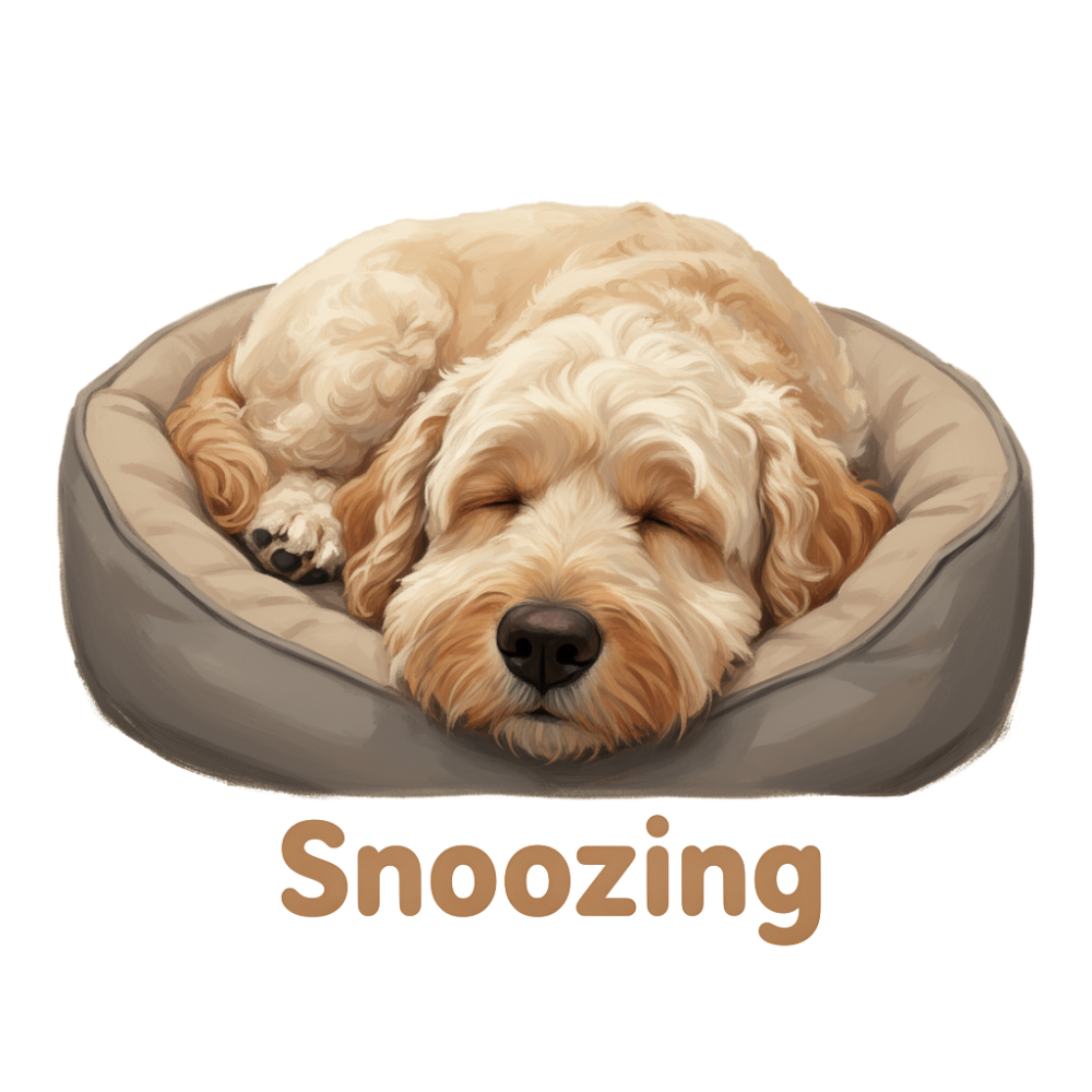 fluffy golden Labradoodle sleeping curled up in an oval dog bed